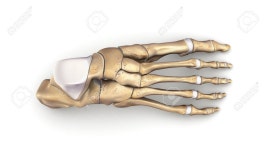 Foot Bones Top View Stock Photo, Picture And Royalty Free Image. Image 68515400. Foot Bones top view