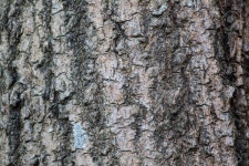 수피 텍스처 로열티 무료 사진, 그림, 이미지 그리고 스톡포토그래피. Image 26326908. 수피 텍스처