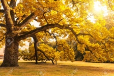 Old Tree On The Autumn Park Stock Photo, Picture and Royalty Free Image. Image 35140717. Old tree on the autumn park