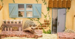 Online reservation for Hedgehog Cafe (Shibuya, Tokyo) - Klook Canada