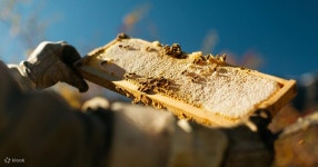주식회사 비에이블(Bee Able Inc.) | Bee-A-Beekeeper 체험 - 클룩 Klook 한국