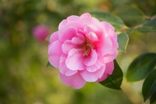 Camellia x williamsii 'Rose Quartz' | camellia 'Rose Quartz'/RHS Gardening Camellia x williamsii 'Rose Quartz' | camellia 'Rose...
