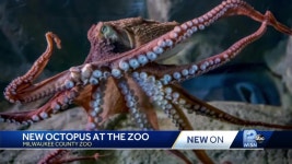 MKE Co Zoo gets new octopus