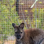 9NEWS | The newest habitat at @denverzoo is now open. The "Down Under" habitat features species native to Australia and its...