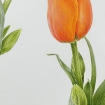 원효주보태니컬아트 | 아름다운 튤립을 완성하신 김미진 회원님 @jin_botanicalart 의 완성작🧡 #제니리보태니컬아트 #ikba보태니컬아트교육협회 | Instagram...