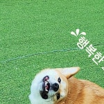고맙습니다 #비숲 #대부도비숲 #비숲대부도 #대부도애견카페 #대부도 | Instagram Instagram의 대부도_비숲(안산/시흥/인천/송도/배곧)님...