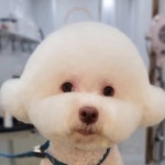 멍블리펫뷰티 | 여름~ #멍블리펫뷰티 #덕천애견미용 #덕천애견샵 #구포애견미용 #구포애견샵 #만덕애견미용 #만덕애견샵...