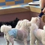 나무타는고양이와구경하는강아지뱅갈놀이터 | 달과별애견카페 시흥애견카페 시흥애견놀이터 은계지구카페 강아지놀이방 | 이상항햇살이 구경중ㅋㅋ | Instagram Instagram의 달과별애견카페...
