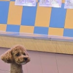 나무타는고양이와구경하는강아지뱅갈놀이터 | 달과별애견카페 시흥애견카페 시흥애견놀이터 은계지구카페 강아지놀이방 | 이상항햇살이 구경중ㅋㅋ | Instagram Instagram의 달과별애견카페...