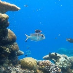 Scubabo Cairns Scuba & Underwater Photography(@scubabo_cairns) • Instagram 사진 및 동영상