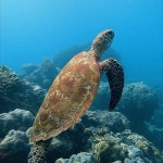Scubabo Cairns Scuba & Underwater Photography(@scubabo_cairns) • Instagram 사진 및 동영상