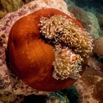 Scubabo Cairns Scuba & Underwater Photography(@scubabo_cairns) • Instagram 사진 및 동영상