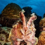 Scubabo Cairns Scuba & Underwater Photography(@scubabo_cairns) • Instagram 사진 및 동영상