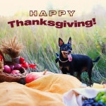 PetFlow - Pet Food Delivery(@petflow) | Instagram 프로필 PetFlow - Pet Food Delivery(@petflow) • Instagram 사진 및 동영상