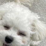 맛을만드는친구들풍년양계장 | 🐶: 친구들의 최애 간식은 뭔지 궁금하니까~ 댓글에 남겨달라 멍... 🐶: 친구들의 최애 간식은 뭔지 궁금하니까~ 댓글에 남겨달라 멍~!"