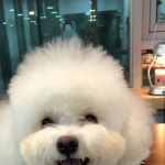 이미뭉 마이박스보는데 사진이 얼마없구나 많이 찍자 히뭉아... 임자님 : "이미뭉 마이박스보는데 사진이 얼마없구나 많이 찍자 히뭉아"