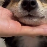 How to wash your doge 🛁 📹 @littlemanyu_ - #barked #dog #doggo #ShibaInu #Shiba | Instagram Instagram의 Barked by 9GAG | Dog...