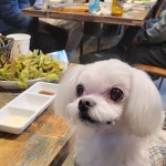 코사마트제일하이빌점 | 1912-1 #대구애견동반식당 #돼지30 (코사마트건너편 / 제일약국옆) 삼각로타리>영대병원장례식장방향100M : #대구삼겹살맛집... | Instagram...
