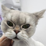 제주고양이미용 아꼬운냥(전 미냥)😺 | 🌼 ᴊᴇᴊᴜ ᴄᴀᴛ... | Instagram Instagram의 제주고양이미용 아꼬운냥(전 미냥)😺님...
