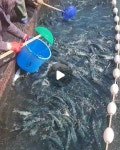 주식회사 삼우수산(연안부두끝집) | 🚢인천 연안부두 수산시장 🦀해산물 전문 (주)청해수산 | #청해수산 2024년 03월12일 화요일 출고 #활 고등어(국산/양식) 380-450g=13...