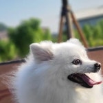 처음온 이모집인데도 너무나도 잘지내준~👍 만두~만두만두만두... 사회성 소심한아이 케어가 필요한 노령견까지 개별맞춤 관리제공👈"