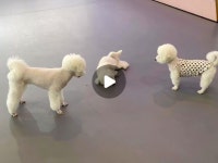 나무타는고양이와구경하는강아지뱅갈놀이터 | 달과별애견카페 시흥애견카페 시흥애견놀이터 은계지구카페 강아지놀이방 | 이상항햇살이 구경중ㅋㅋ | Instagram Instagram의 달과별애견카페...