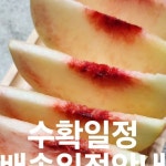 🍑산도화복숭아농원 | 산도화복숭아농원입니다 이전게시물에... 새벽에 복숭아 수확하고 오후에는 참깨를 하셔야한다나 매일 조금씩...