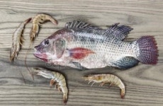 독배토글새우젖 | 건강 한 Tilapia 물고기와 새우