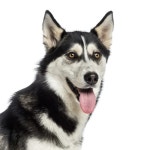 헥스엔드허스키 | 시베리안 허스키 강아지, 6 개월, 앉아서 헥 헥, 분리 — 스톡... lifeonwhite #25149117 시베리안 허스키 강아지, 6 개월, 앉아서 헥 헥, 분리