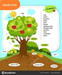 Education Vocabulary Apple Tree Vector Illustration 스톡 벡터 - ©jehsomwang 540606976 Education Vocabulary Apple Tree Vector...