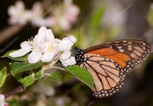 이른 봄에 사과 꽃, 그것을 pollinating에 먹이 바둑의 나비 — 스톡 사진 © okiepony #64337999 이른 봄에 사과 꽃, 그것을...