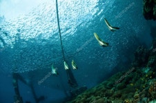 베조마트인도네시아 | Longfin Batfish 청소년 수영 주위 Gili, 롬복, 누 사 Tenggara 바라 트, 인도네시아 수 중 사진에서의 그룹 — 스톡 사진...