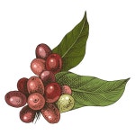 커피그린(CoffeeGreen) | 손으로 그린 커피나무 가지 스톡 벡터 - ©mart_m 160141420 손으로 그린 커피나무 가지
