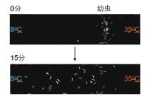 温度感覚、正常に保つ鍵は「脂質」に 生理学研究所、新たなメカニズム発見:中日新聞Web