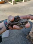 제부록(JE BU' ROK) | Bufo spinosus from Jersey Zoo, Jersey JE3 5BP, Jersey on 2022년 08월 24일 (수) at 01:52 오후 by Jenna Hunt · iNaturalist Bufo...