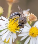 Colletes compactus from Rathbun Lake-Rolling Cove Park on 2023년 10월 08일 (일) at 12:24 오후 by Jay Gilliam · iNaturalist...
