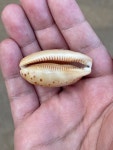 Macrocypraea zebra in 1월 2024 by Harrison Wu · iNaturalist Macrocypraea zebra