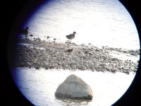 꺅도요 from Getterön, Varberg, Sverige on 2024년 09월 15일 (일) at 04:00 오후 by Emma Möller · iNaturalist 꺅도요...