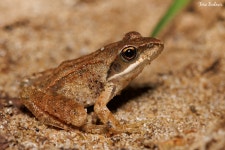 Rana dalmatina from 076 31 Streda nad Bodrogom, Slovakia on... (수) at 10:27 오후 by František Bednár · iNaturalist Rana dalmatina
