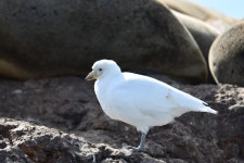 깍지부리물떼새 from Deseado, AR-SC, AR on 2024년 10월 03일 (목) at 01:33 오후 by Jonathan Ben Simon · iNaturalist...