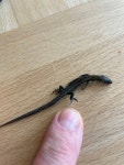 Zootoca vivipara from Lyngevej, Knebel, Region Midtjylland, DK on 2025년 09월 24일 (수) at 04:08 오후 by perberggreen...