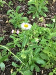 봄망초 from Ethan Allen Ave, Takoma Park, MD, US on 2020년... by Matthew O'Malley · iNaturalist 봄망초 (Erigeron philadelphicus)