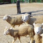 Foto aus Naver-Suchergebnissen 6