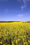 Rape field . summer 9411087 Stock Photo at Vecteezy Rape field . summer