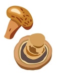 Mushrooms. Vector isolated illustration 29250070 Vector Art at Vecteezy Mushrooms. Vector isolated illustration