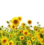 Sunflowers — Stock Photo © frenta #2492113 Sunflowers