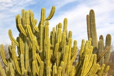 오르간 파이프 선인장 saguaro 사막 식물원 피닉스 arizon... 오르간 파이프 선인장 saguaro 사막 식물원 피닉스 arizon