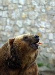 Brown bear — Stock Photo © friday #6173701 Brown bear