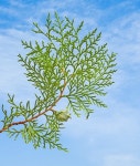 Eucalyptus branch — Stock Photo © vaeenma #56316105 Eucalyptus branch