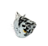 서진열대어도매직판장-부 | Sailfin Stock Photos, Royalty Free Sailfin Images | DepositPhotos